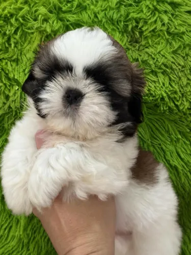 Shih tzu macho fofinho e peludinho