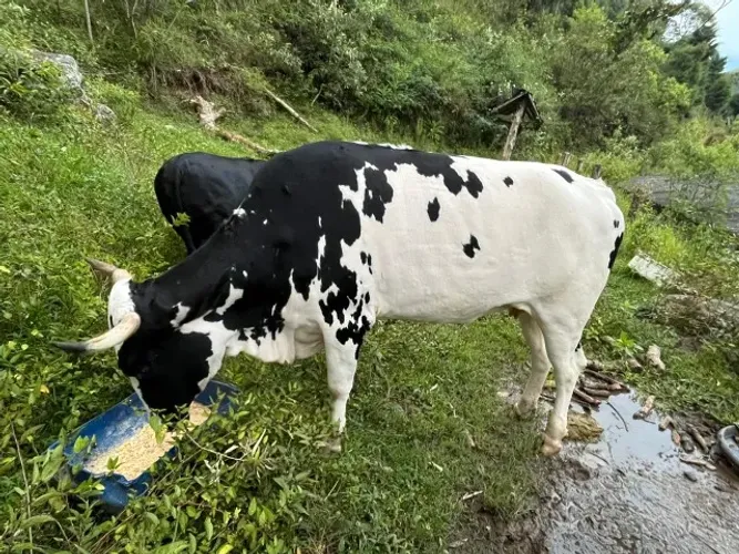 Vacas