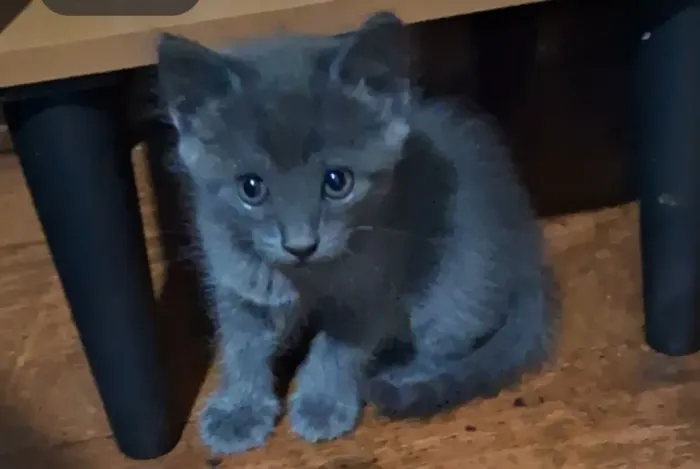 Filhote gato