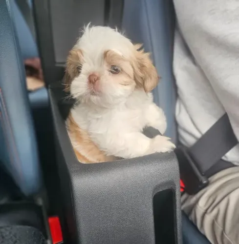 Shih Tzu/ Shitzu filhotinhos carinhosos perfeitos para idosos macho e fêmea vacinados SP