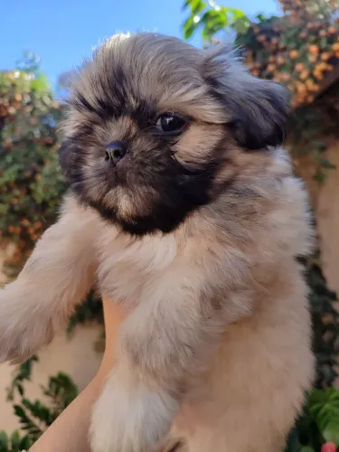 Lindo machinho Shitzu disponível