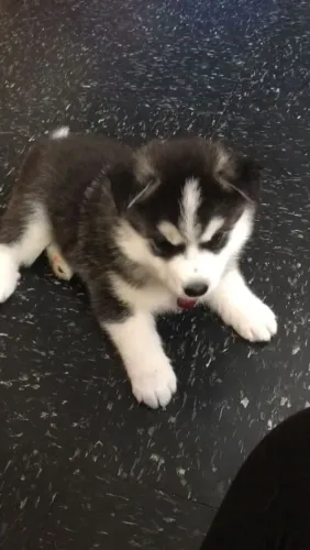 Husky siberiano Mais que um filhote, um orgulho da raça