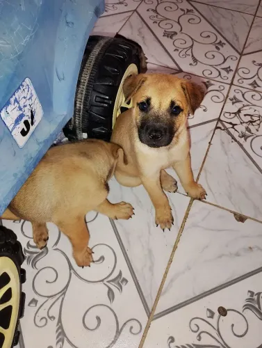 Filhotes de chowchow c/ vira lata para doação