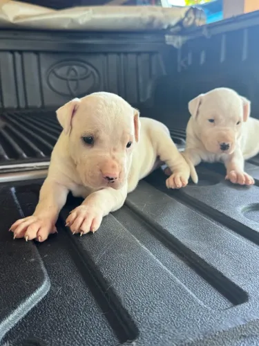 Dog Argentino