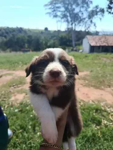 Filhotes de borde collie