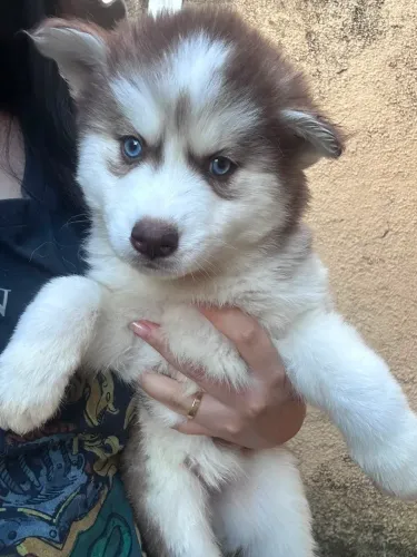 Husky siberiano