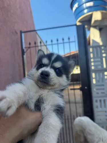 Filhotes de HUSKY SIBERIANO PURO!!