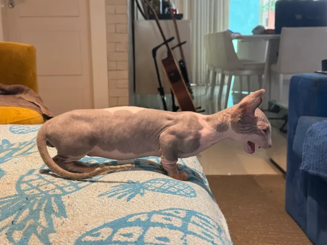 Lindo gato bambino Sphynx
