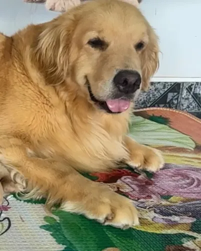 Golden retriever fêmea adulta