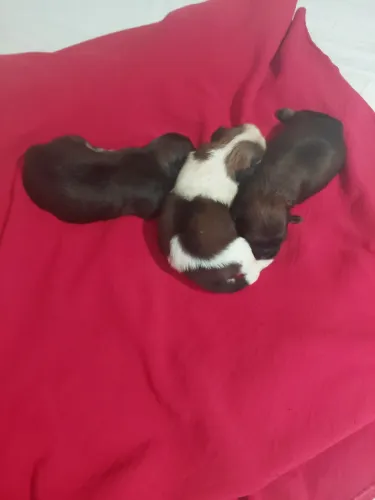 Disponível Shih Tzu para reserva