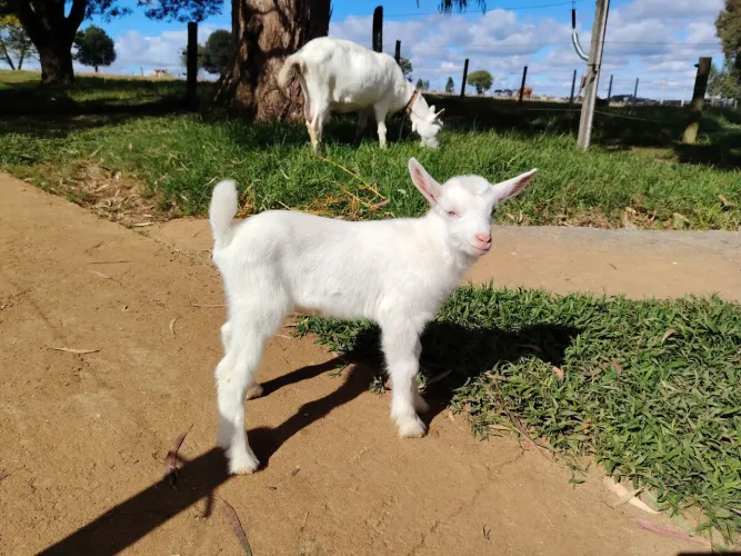 Cabritinho 