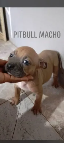 Pitibul