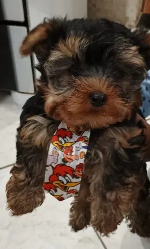 Filhote macho Yorkshire puro disponível para venda. 