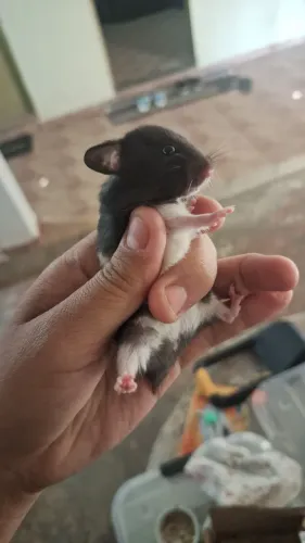 Hamster