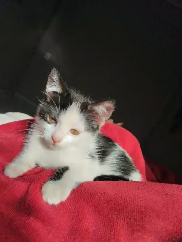 Gatinha fêmea 2 meses