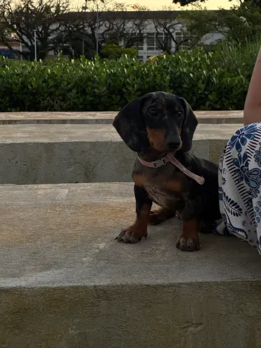 Salsicha Dachshund ?mofado?