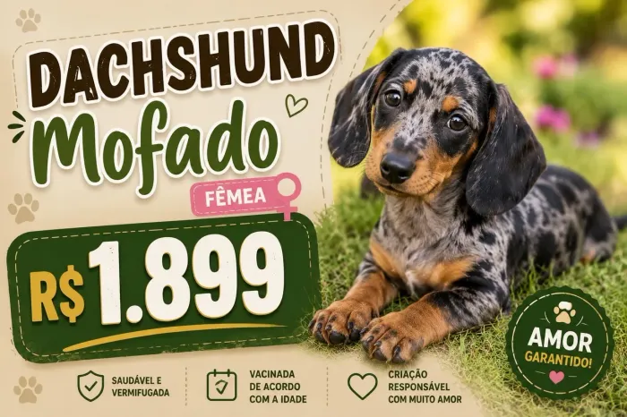 Dachshund