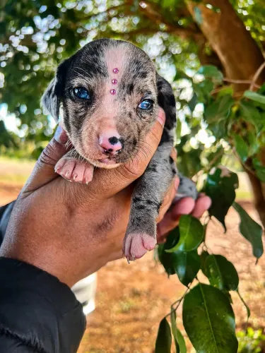 Filhote de dachshund 