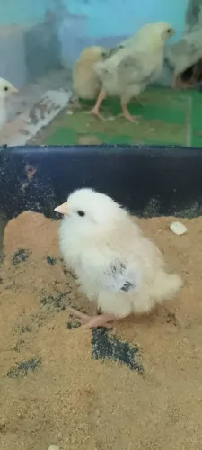 Pinto de Rhode misturado com carijó.20 reais cada