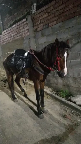 Cavalo manso 