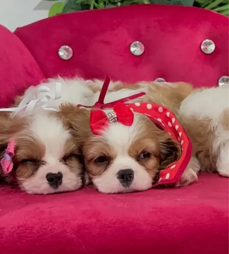 Cavalier king com todas as garantias