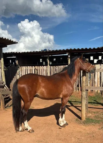 Cavalo Mangalarga mineiro