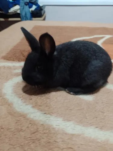 Lindos coelhos