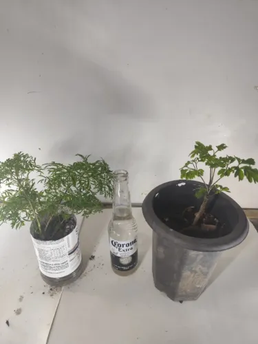 Casal Árvore-da-Felicidade Macho e Fêmea - 2 Plantas