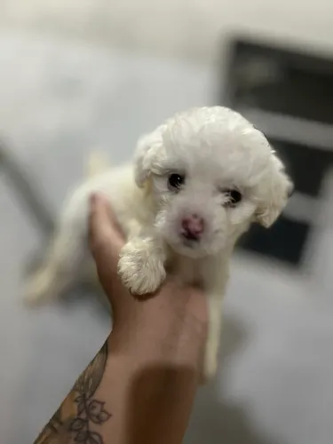Filhotes de poodle