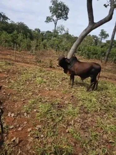 Touro Sindi puro (s/registro) idade 3 anos e 8 meses já servindo a campo região Curvelo/MG