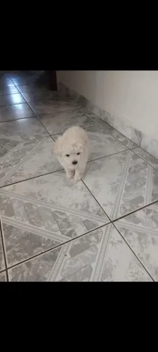 Lindos filhotes de poodle microtoy Fêmea 