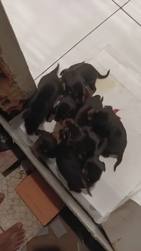Cachorro 