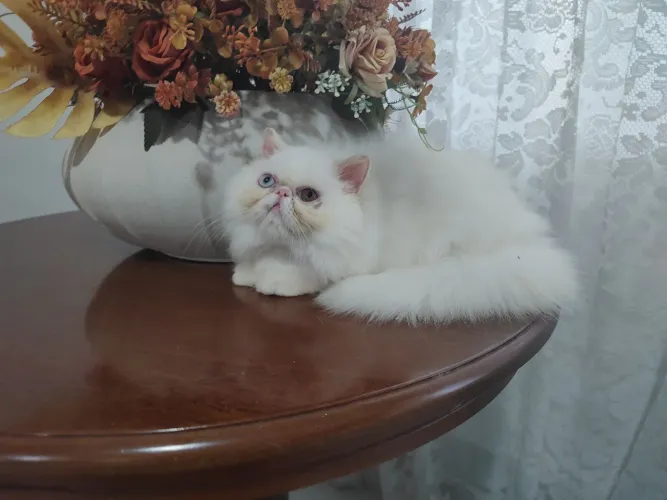 Filhote persa, fêmea