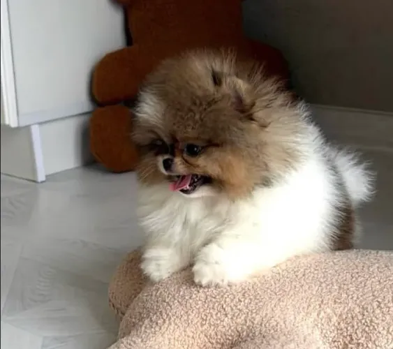 Spitz alemão