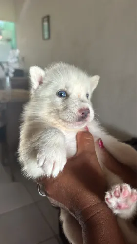 Filhote de Husky Siberiano à Venda