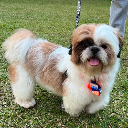 SHIH TZU - 1 ano - Macho