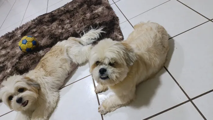 Vendo filhote de Lhasa