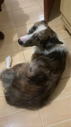 Doa-se boder collie fêmea