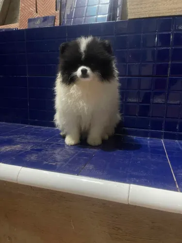 Lulu Pomerânia ursinho