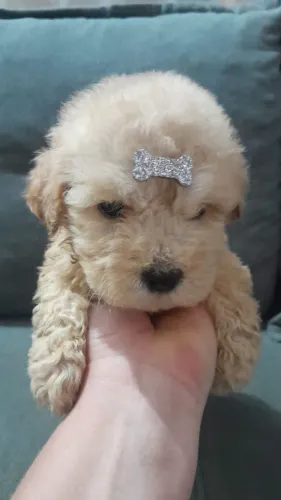 Poodle Macho número 1