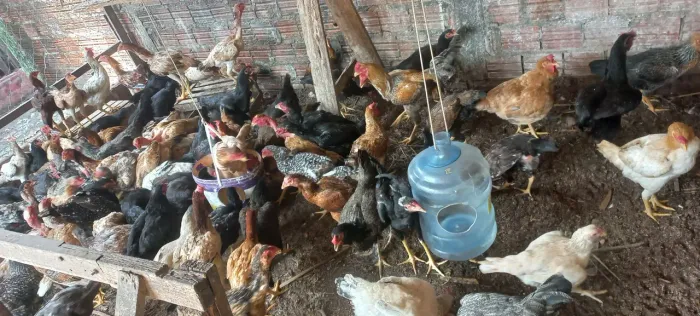 VENDE-SE GALINHA CAIPIRA