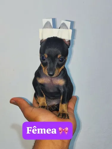 Pinscher Filhotes Lindos Disponíveis - Macho ou Fêmea