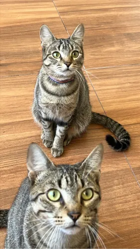 Doação de gatos