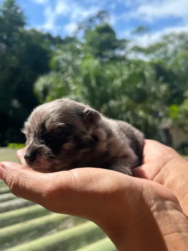 Filhote de lulu da pomerania 