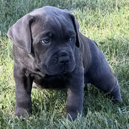Cane corso | Garantia de saúde e contrato