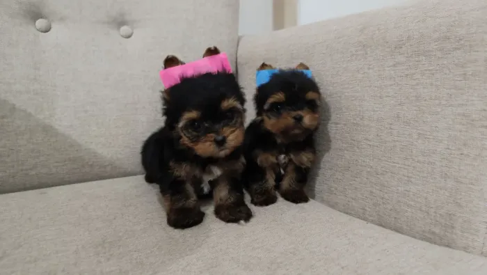 Yorkshire terrier pedigree CBKC