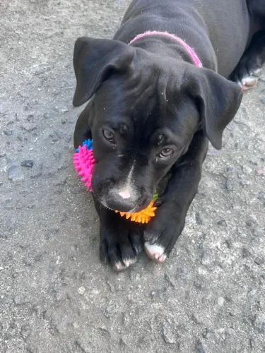 Pit Bull