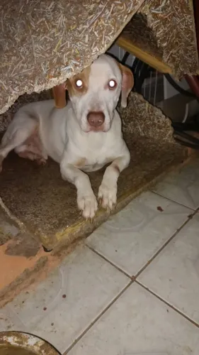 Cachorro - Pit Bull