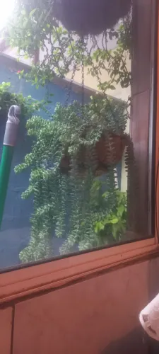 Plantas