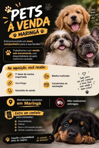 Pets à Venda em Maringá - Consulte?